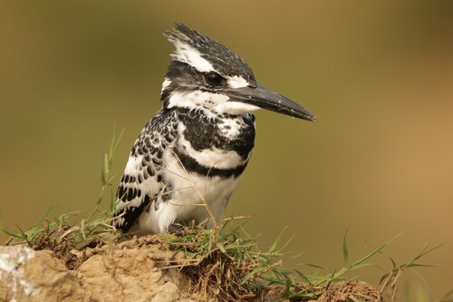 iNaturalist: (c) crocattackdatabase, some rights reserved (CC BY-NC), uploaded by crocattackdatabase iNaturalist image