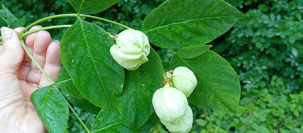 Staphylea pinnata, 35201, Donji Slatinik, Croatia