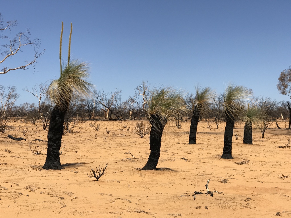 desert grass-tree from Queen Victoria Spring Nature Reserve, Cundeelee