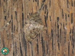 Polydesma umbricola