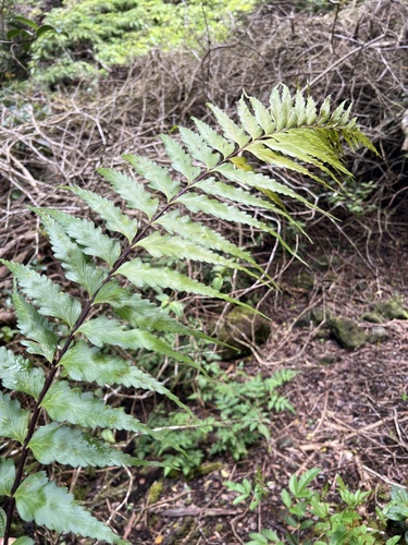 Asplenium polyodon, 2026-06-03