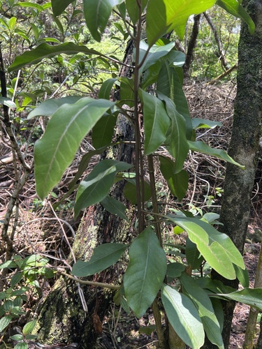 Charpentiera tomentosa observed 2026-06-03