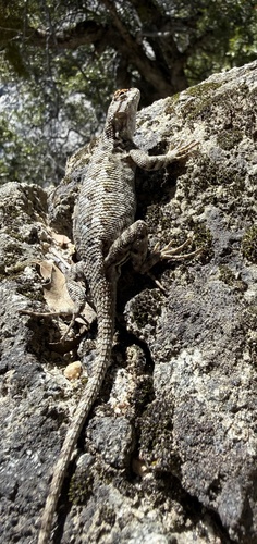 iNaturalist observation photo of Western Fence Lizard