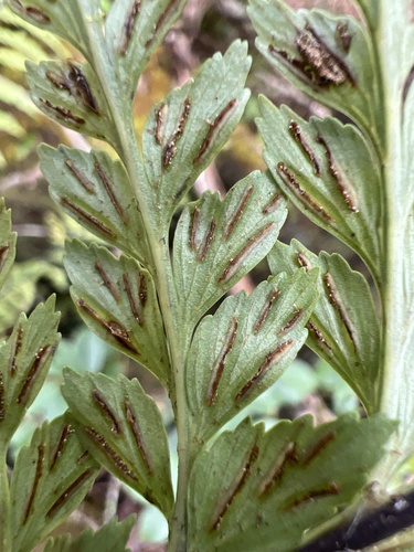 Asplenium acuminatum observed 2026-06-03