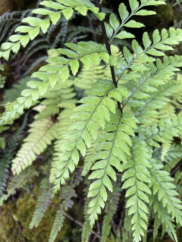 Asplenium acuminatum observed 2026-06-03