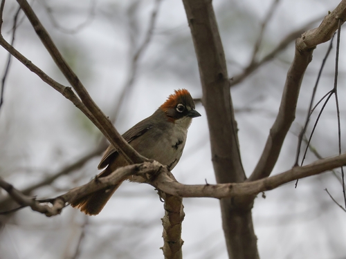 Rusty-crowned Ground Sparrow (Melozone kieneri), photo 10