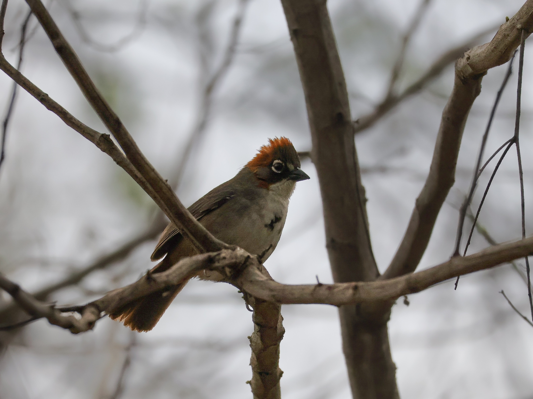 Rusty-crowned Ground Sparrow (Melozone kieneri), photo 2