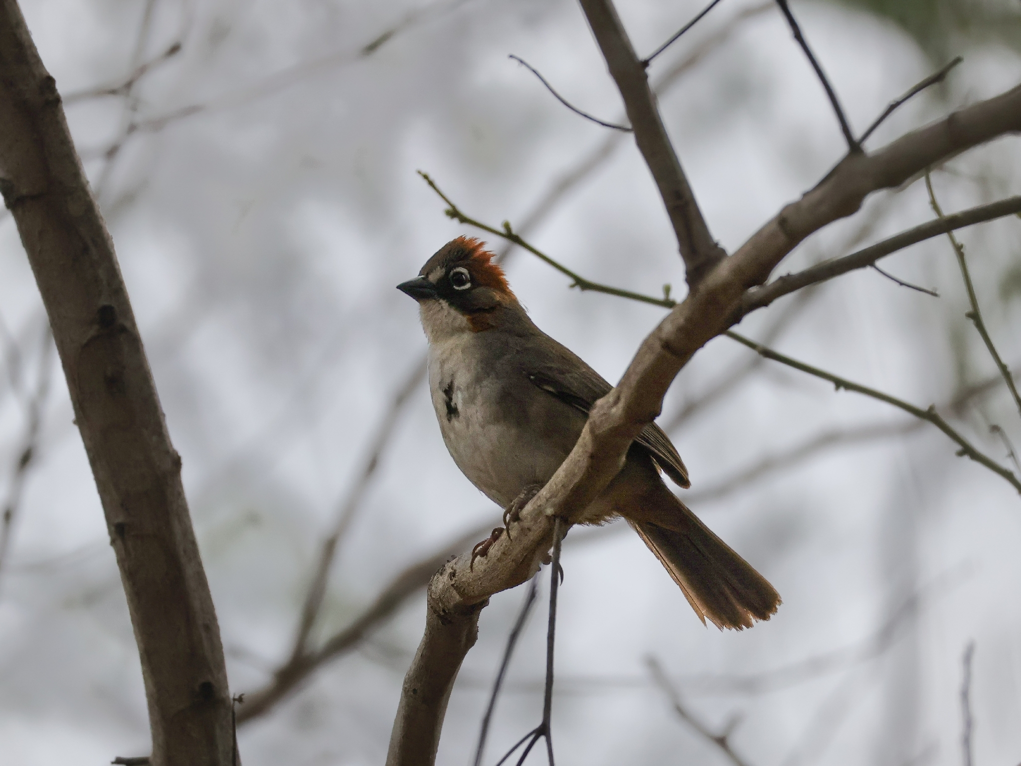 Rusty-crowned Ground Sparrow (Melozone kieneri), photo 3