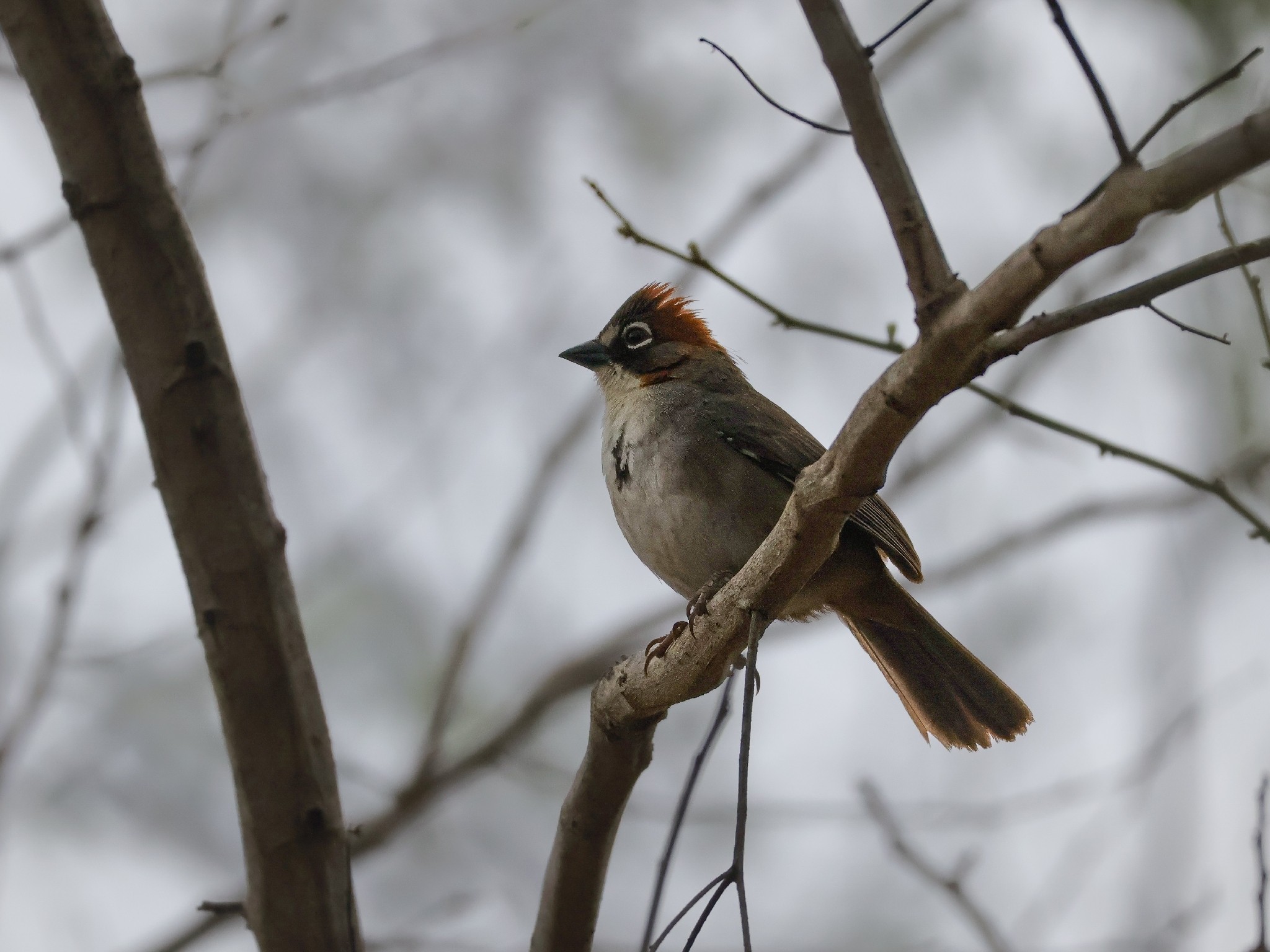 Rusty-crowned Ground Sparrow (Melozone kieneri), photo 7