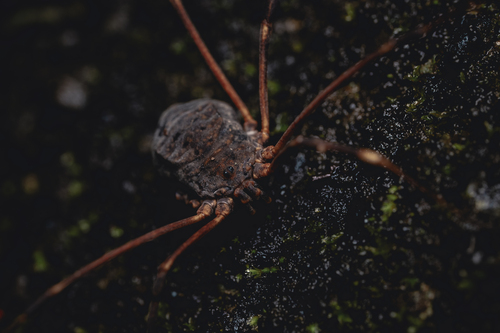 Pseudoliobunum japanense japanense