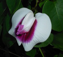 Centrosema plumieri