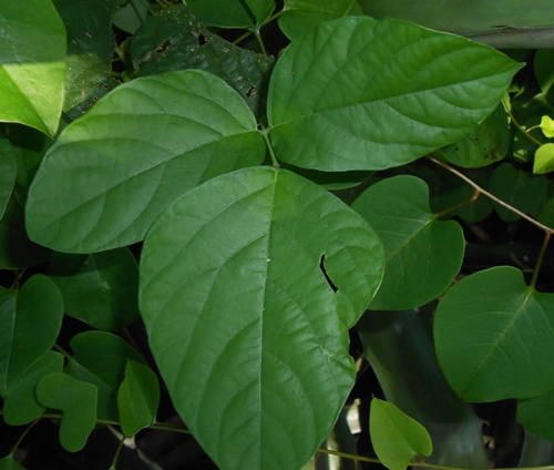 Centrosema plumieri, photograph 1
