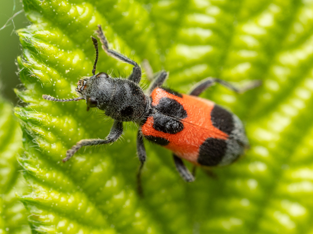 Enoclerus eximius