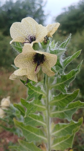 black henbane