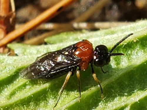 Saddleback Grass-cutter photo 4