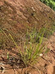 Eleocharis elegans
