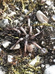 Calisoga longitarsis