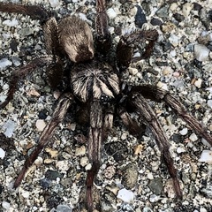 Calisoga longitarsis