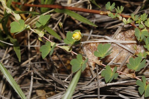 Chamaecrista kunthiana