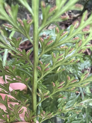Asplenium ritoense iNat (2)