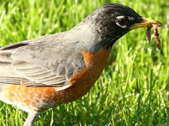 Turdus migratorius