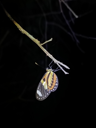 Lysimnia Tigerwing