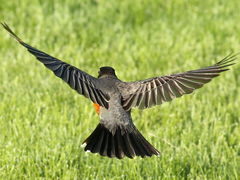 Turdus migratorius