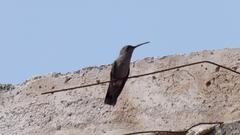 Cynanthus latirostris