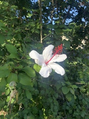 Hibiscus waimeae