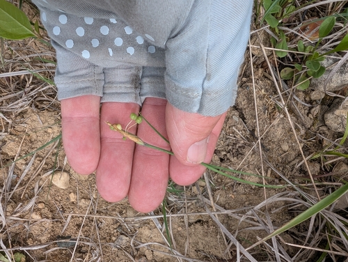 Sisyrinchium campestre, photograph 3
