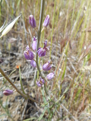 Streptanthus glandulosus glandulosus