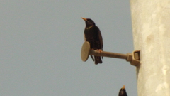Sturnus vulgaris