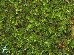 Pyrrhobryum spiniforme