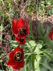 Tulipa