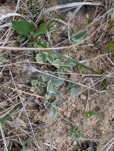 Antennaria neglecta, photograph 4