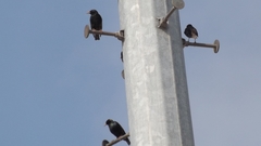 Sturnus vulgaris