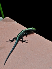 Pholidobolus vertebralis