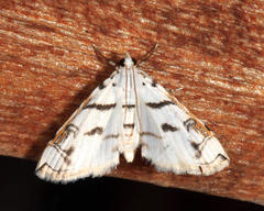 Neurophyseta camptogrammalis