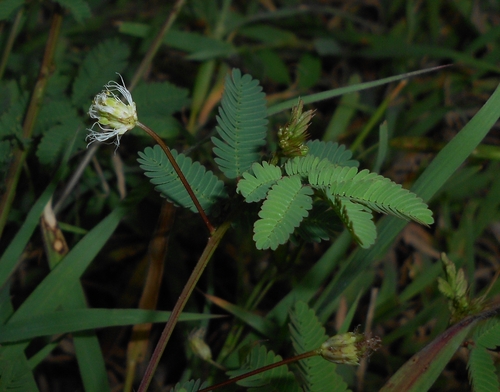 Desmanthus virgatus, photograph 4