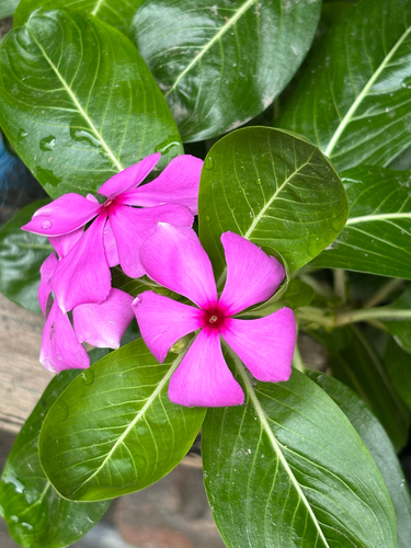Madagascar Periwinkle