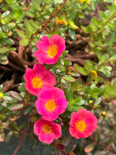 wingpod purslane