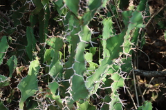 Euphorbia grandicornis, photograph (c) Tony Rebelo, some rights reserved (CC BY-SA)