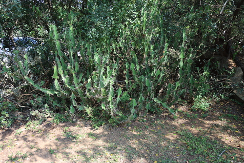 Euphorbia grandicornis
