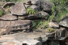 Aloe vanbalenii