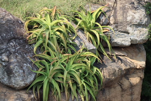 Aloe vanbalenii, photograph 1