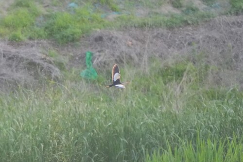 iNaturalist image