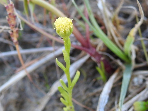 pygmy prairiedawn (Hymenoxys perpygmaea)