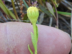 Hymenoxys perpygmaea