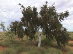 Corymbia candida