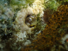 Alloblennius jugularis